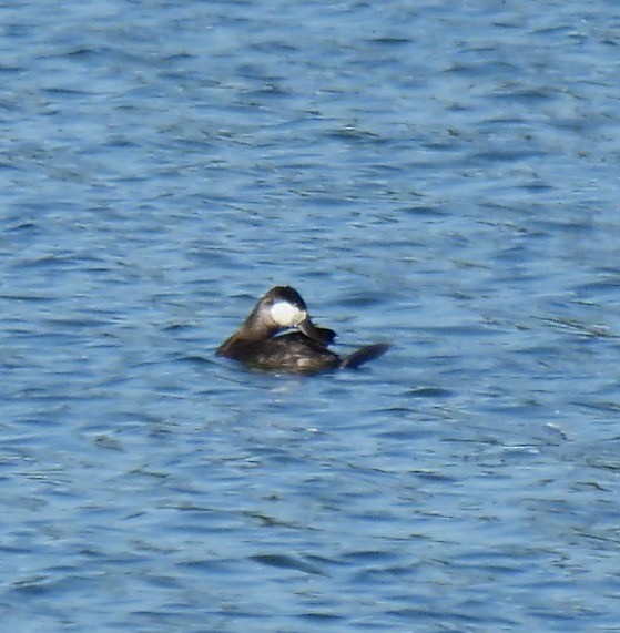 Amerika Dikkuyruğu - ML646801061