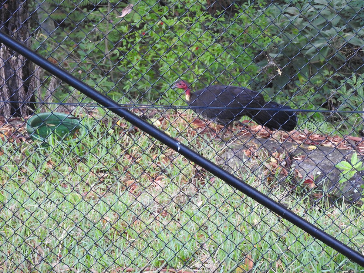 Australian Brushturkey - ML646801062