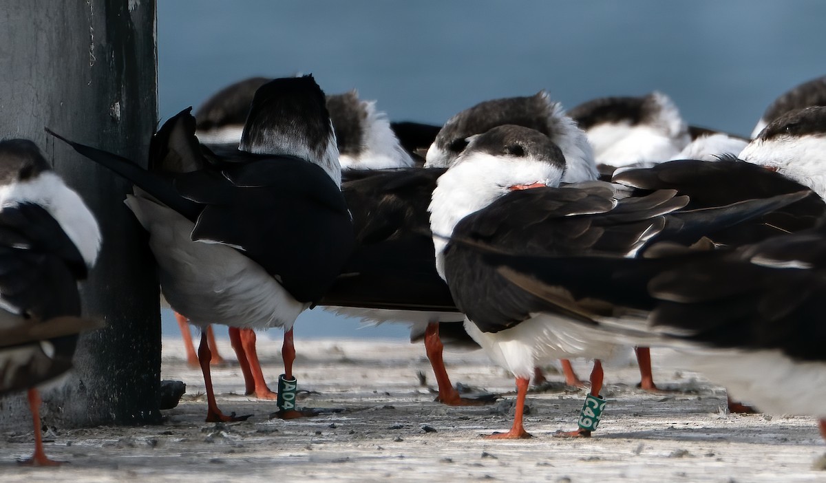 Black Skimmer - ML646801063