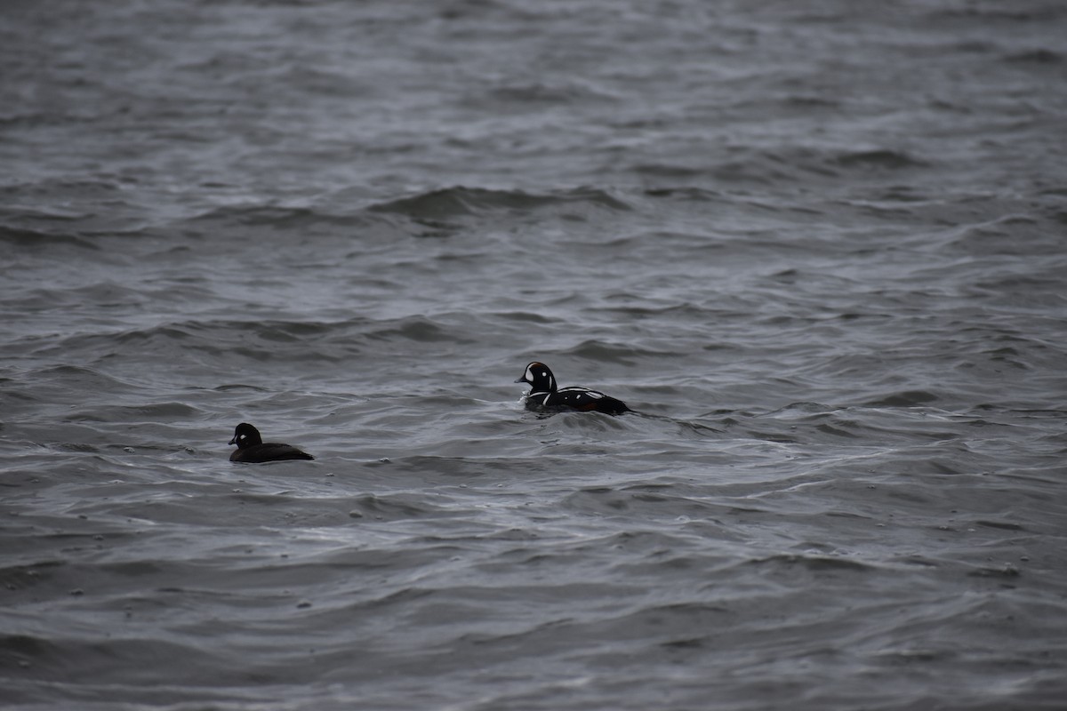 Ahate arlekina - ML646801064