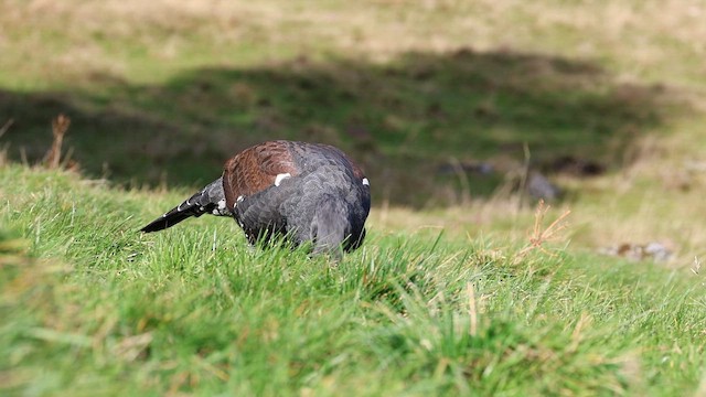 Urogallo Común - ML646801065