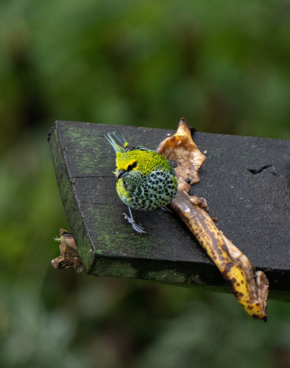Speckled Tanager - ML646801066