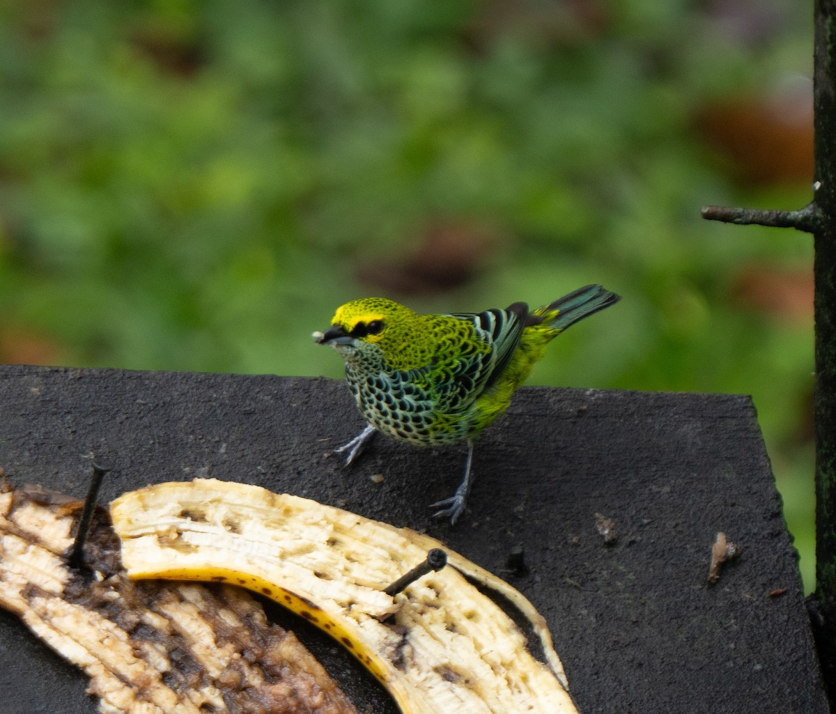 Speckled Tanager - ML646801067