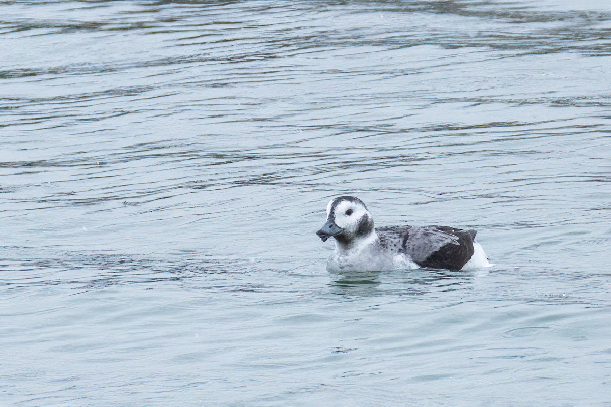 Long-tailed Duck - ML646801069