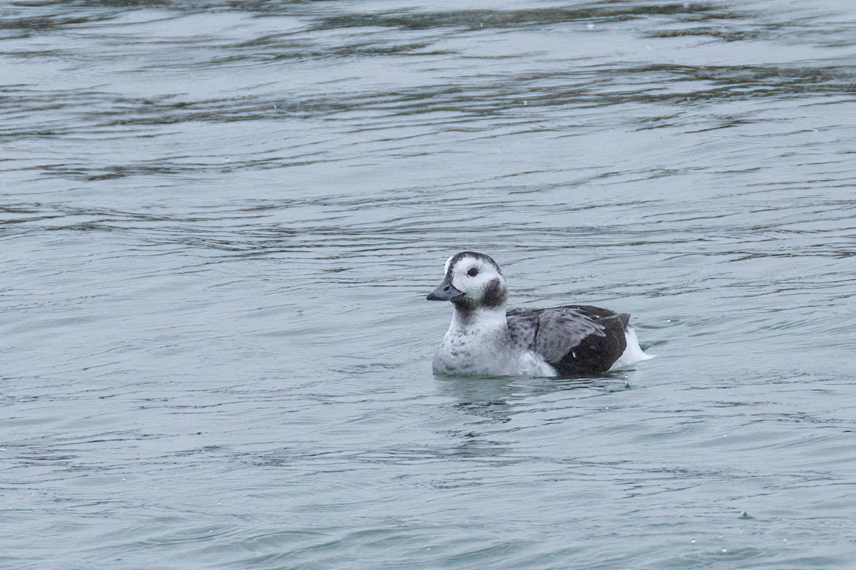 Long-tailed Duck - ML646801070