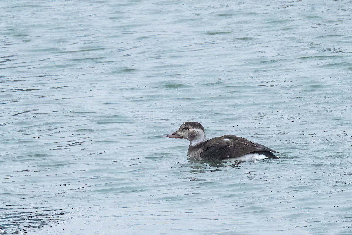 Long-tailed Duck - ML646801071