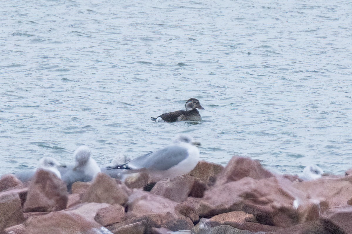 Long-tailed Duck - ML646801072