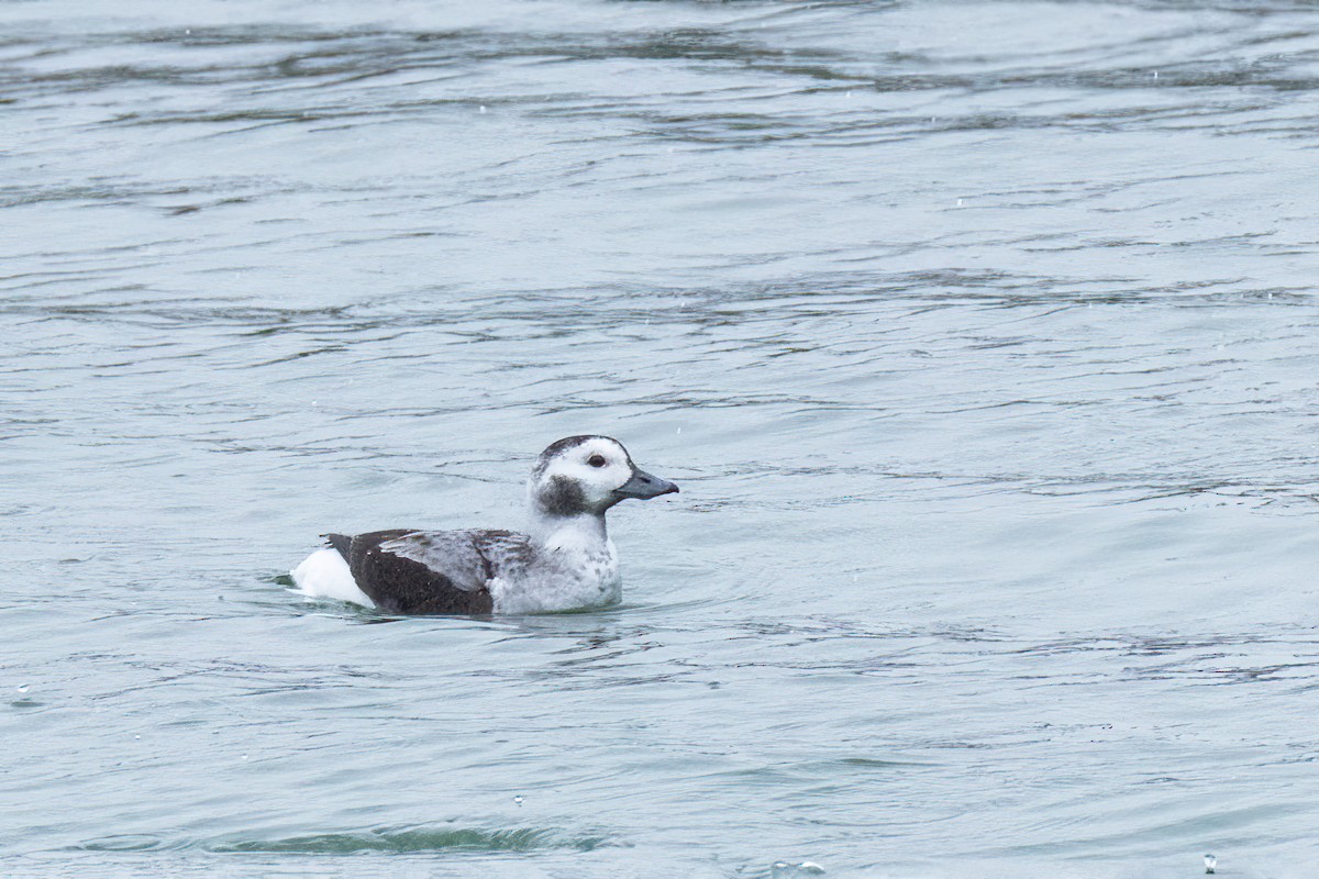 Long-tailed Duck - ML646801073