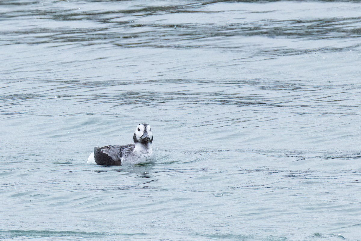 Long-tailed Duck - ML646801074