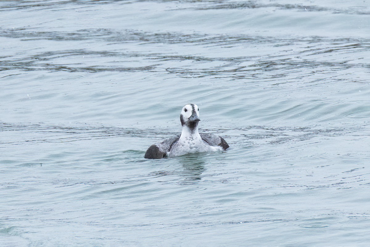 Long-tailed Duck - ML646801075
