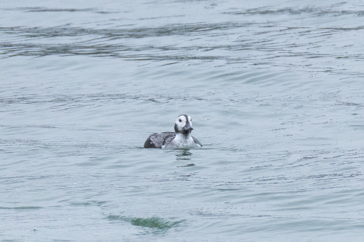 Long-tailed Duck - ML646801076