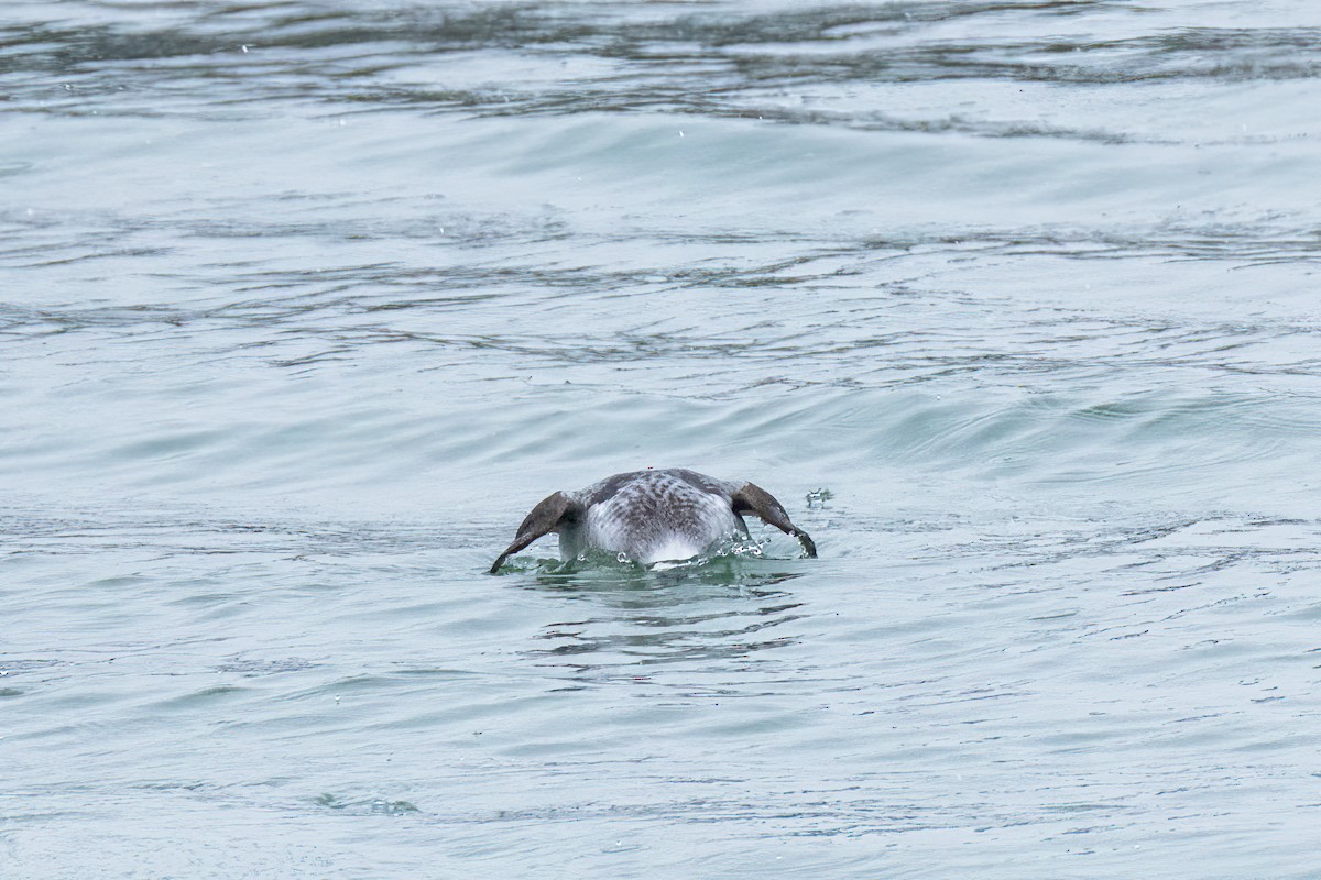 Long-tailed Duck - ML646801077