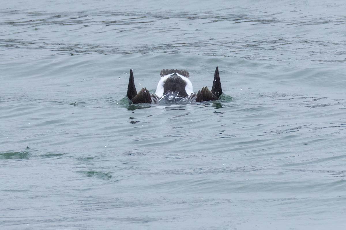 Long-tailed Duck - ML646801078