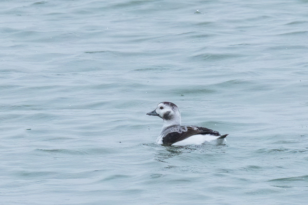 Long-tailed Duck - ML646801080
