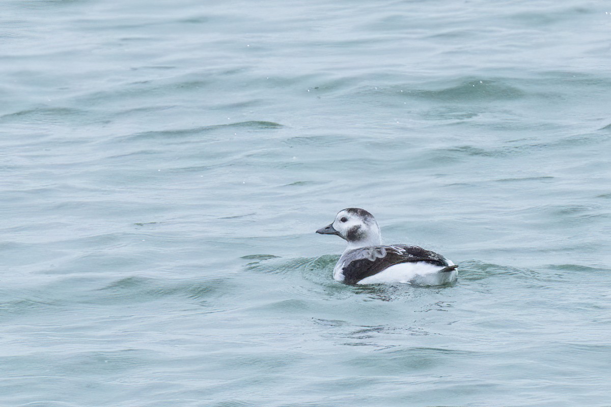 Long-tailed Duck - ML646801081