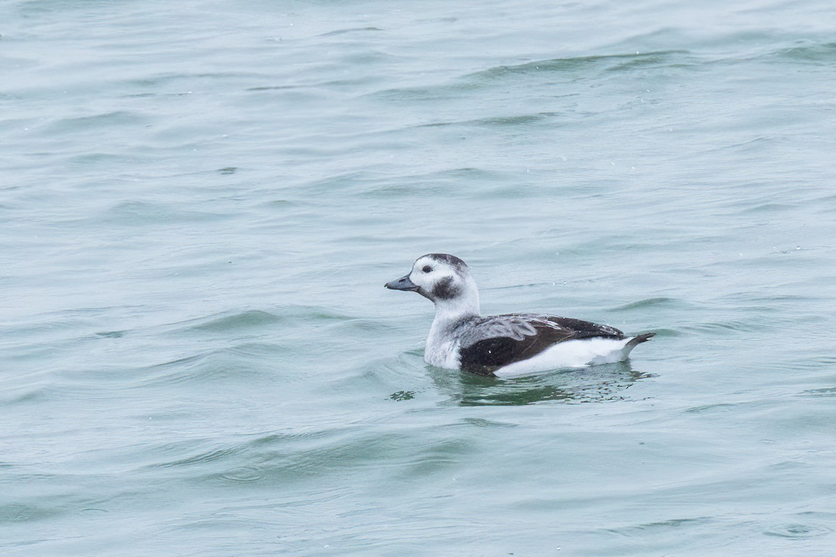 Long-tailed Duck - ML646801082