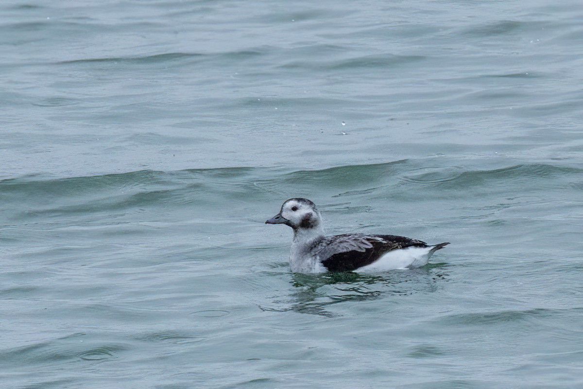 Long-tailed Duck - ML646801083
