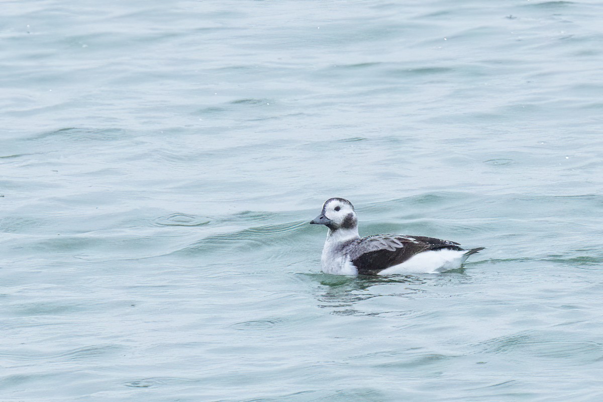 Long-tailed Duck - ML646801084