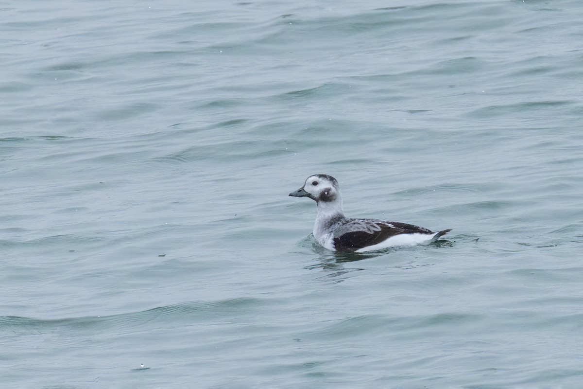Long-tailed Duck - ML646801085