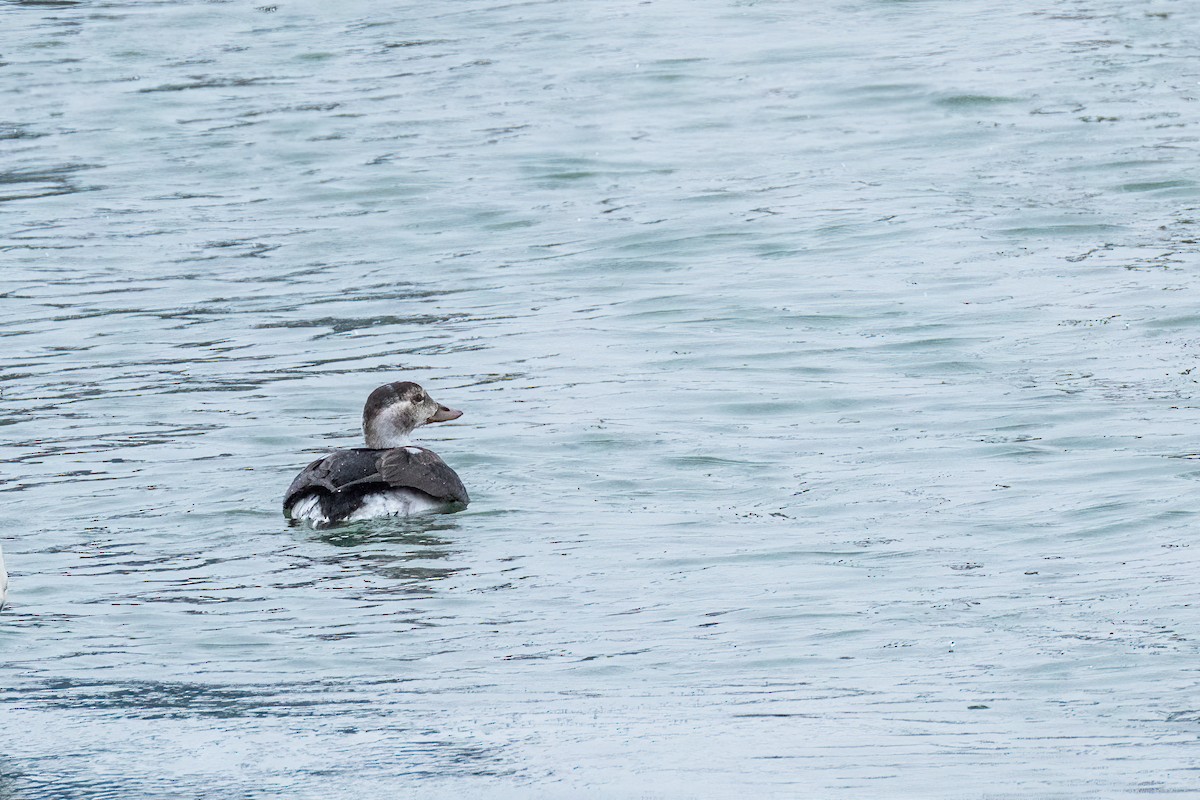 Long-tailed Duck - ML646801086