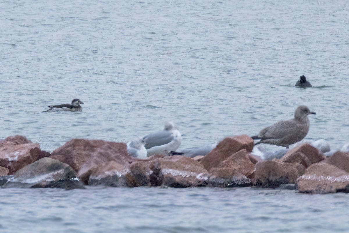 Long-tailed Duck - ML646801088