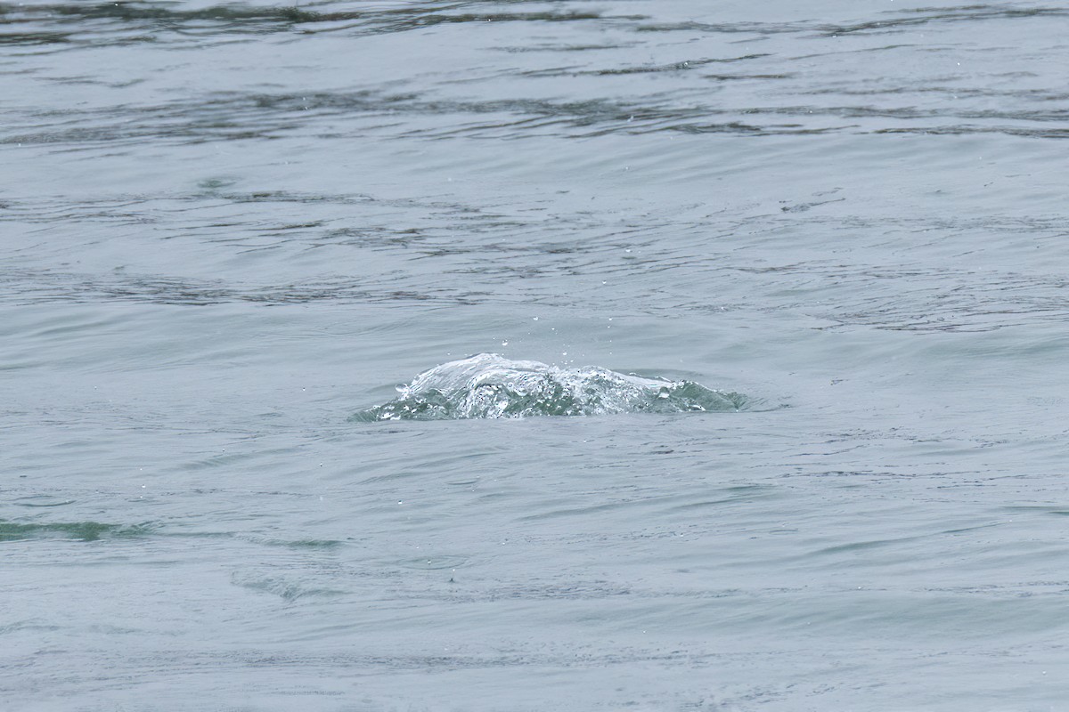 Long-tailed Duck - ML646801089