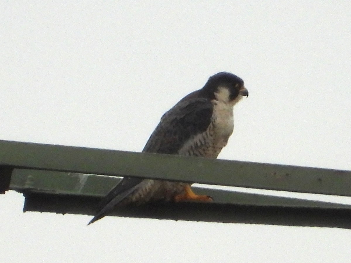 Peregrine Falcon - ML646801093