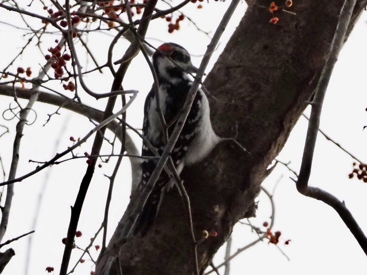 Downy Woodpecker - ML646801094