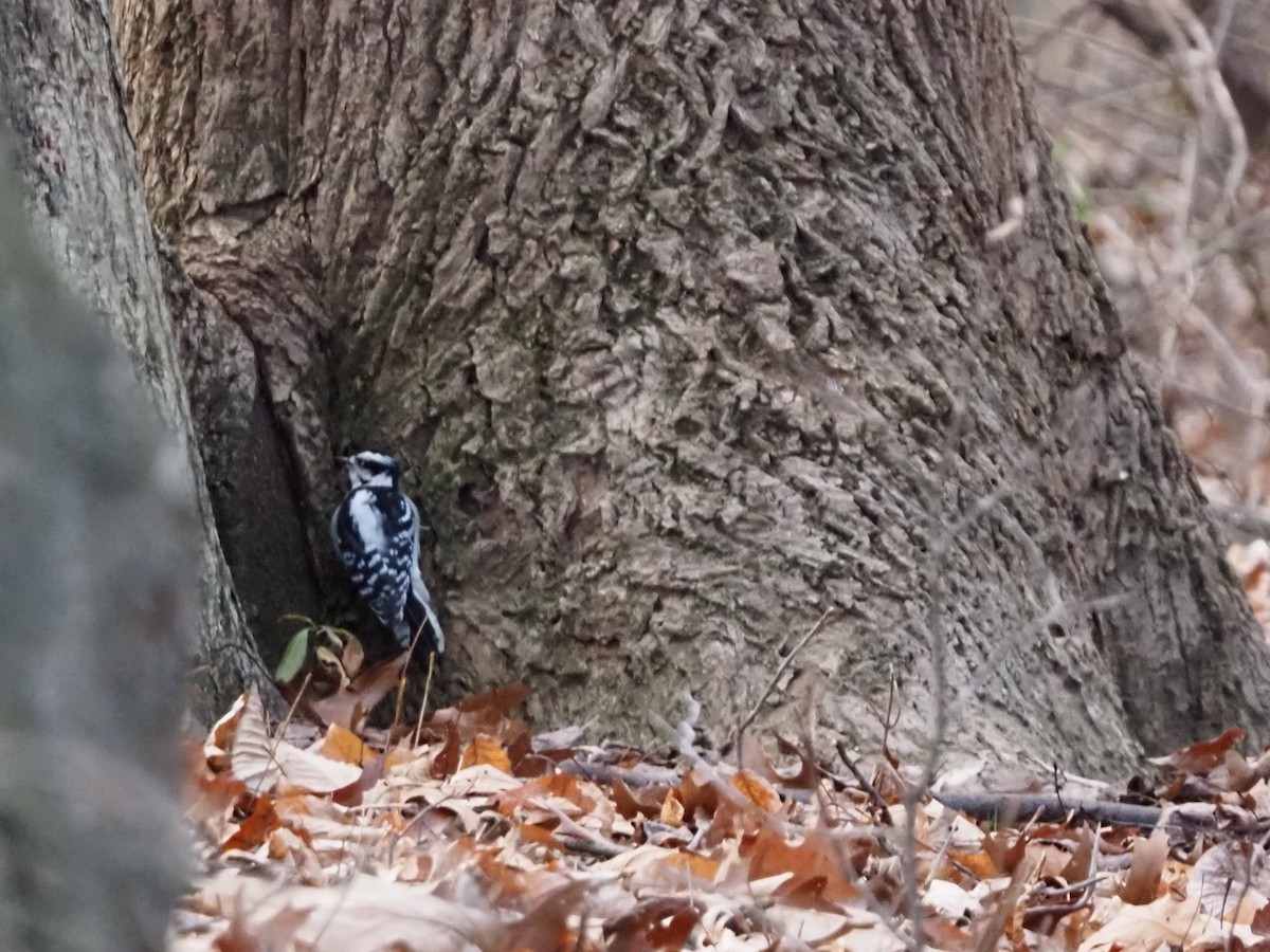 Downy Woodpecker - ML646801095