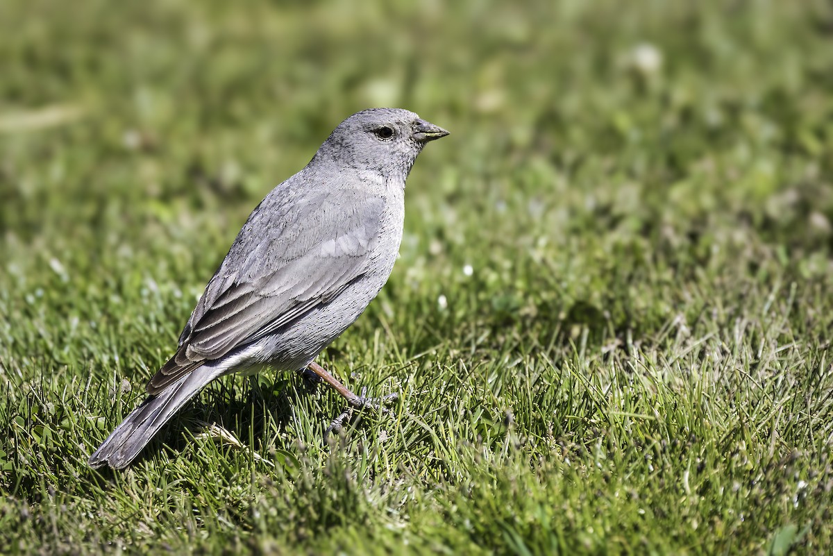 Plumbeous Sierra Finch - ML646801096