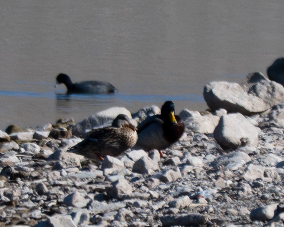 Mallard - ML646801097