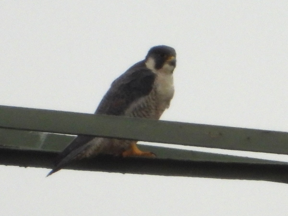 Peregrine Falcon - ML646801098