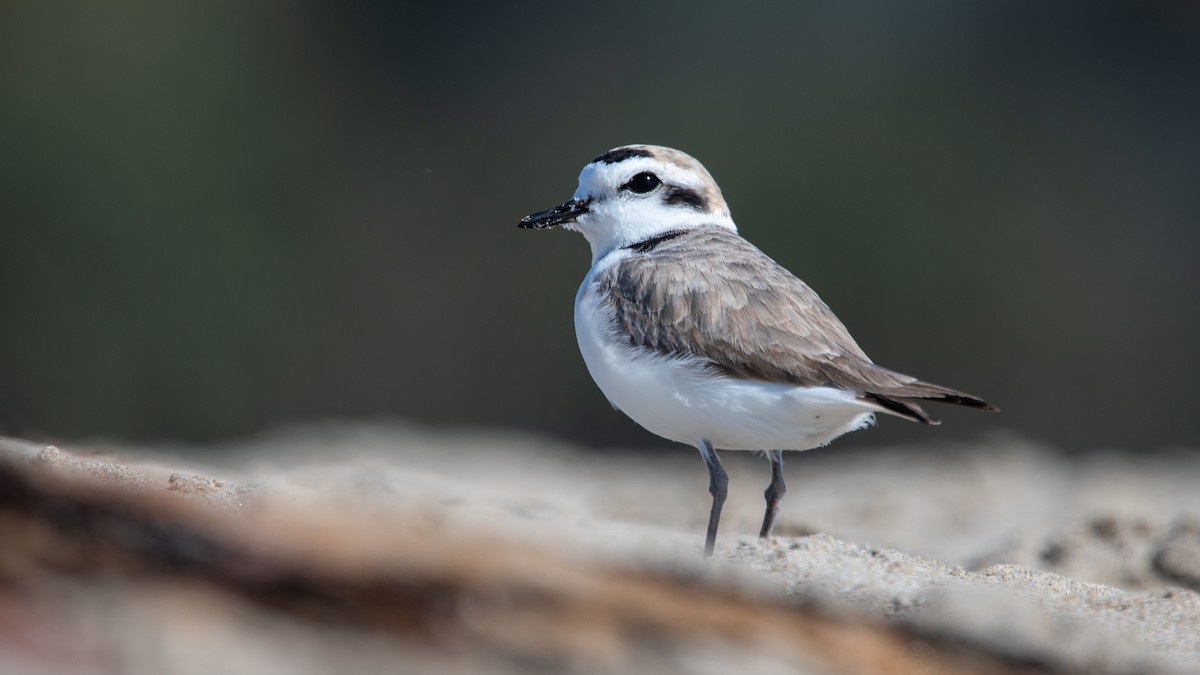 Snowy Plover - ML646801099