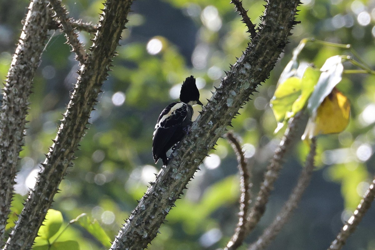 Heart-spotted Woodpecker - ML646801100