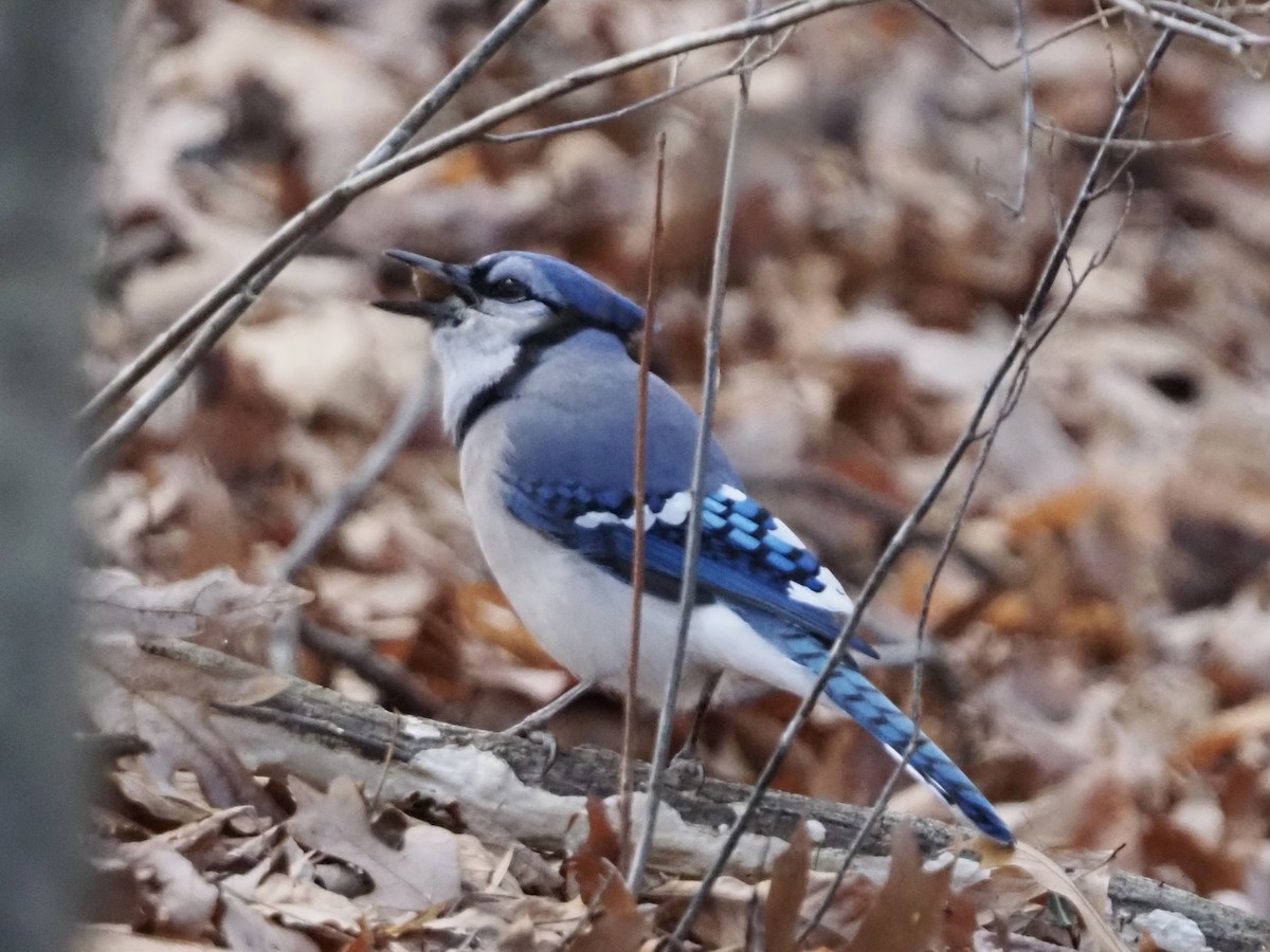 Blue Jay - ML646801102