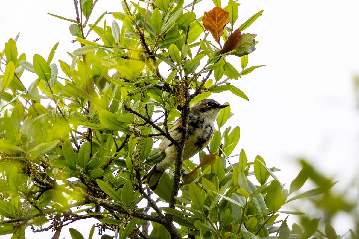 Yellow-rumped Warbler - ML646801104