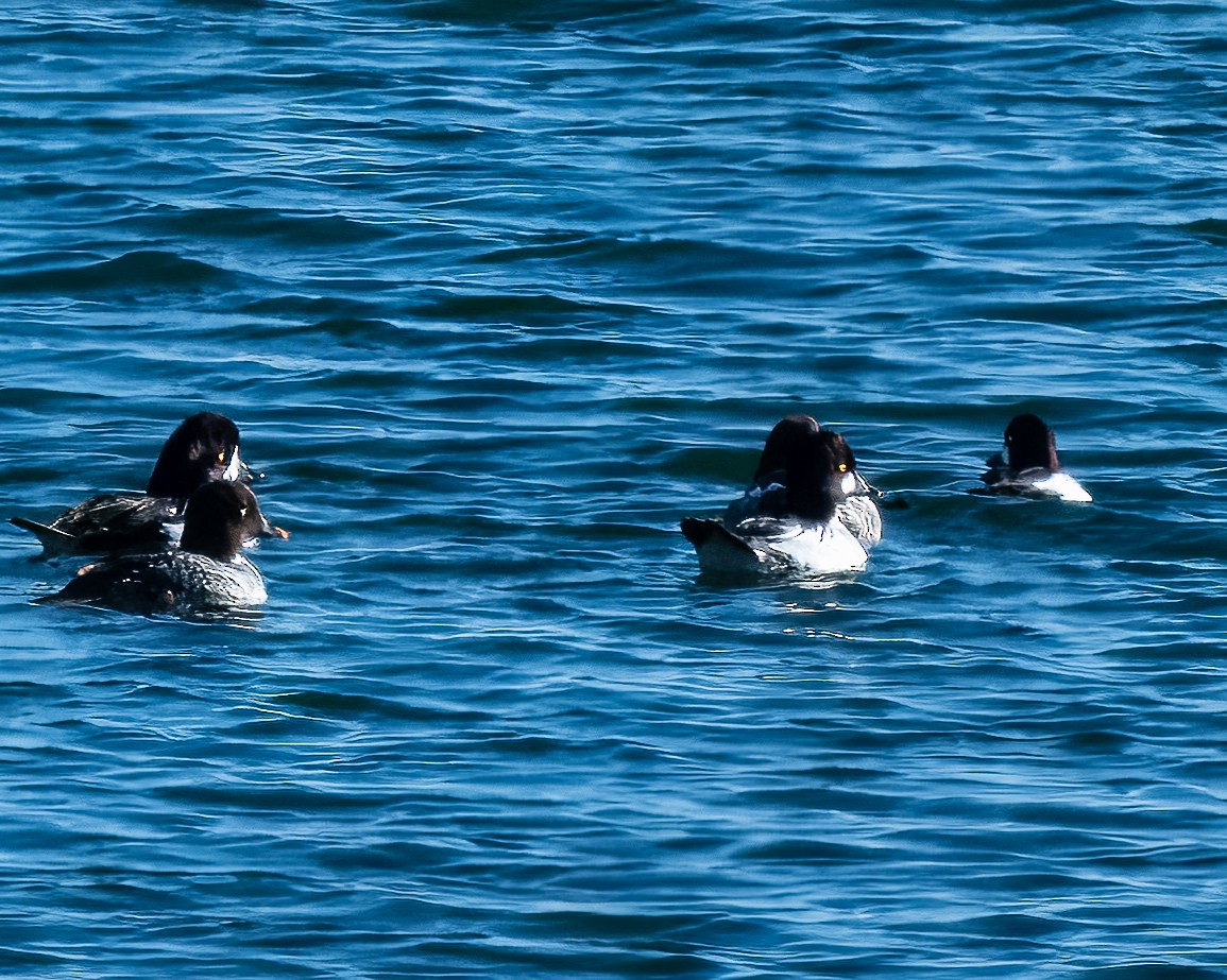 Common Goldeneye - ML646801105