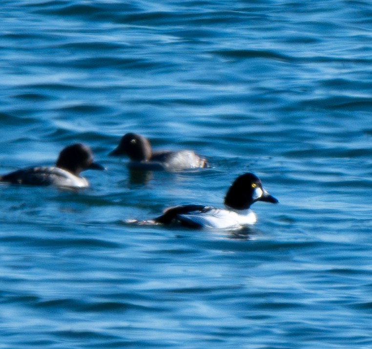 Common Goldeneye - ML646801106