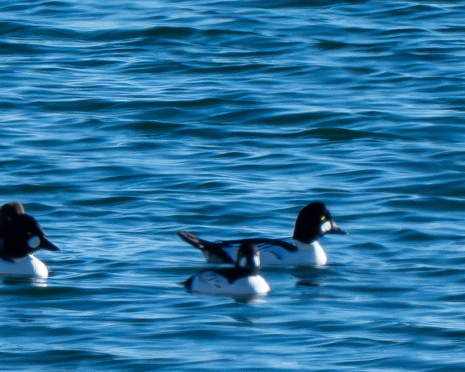 Common Goldeneye - ML646801107