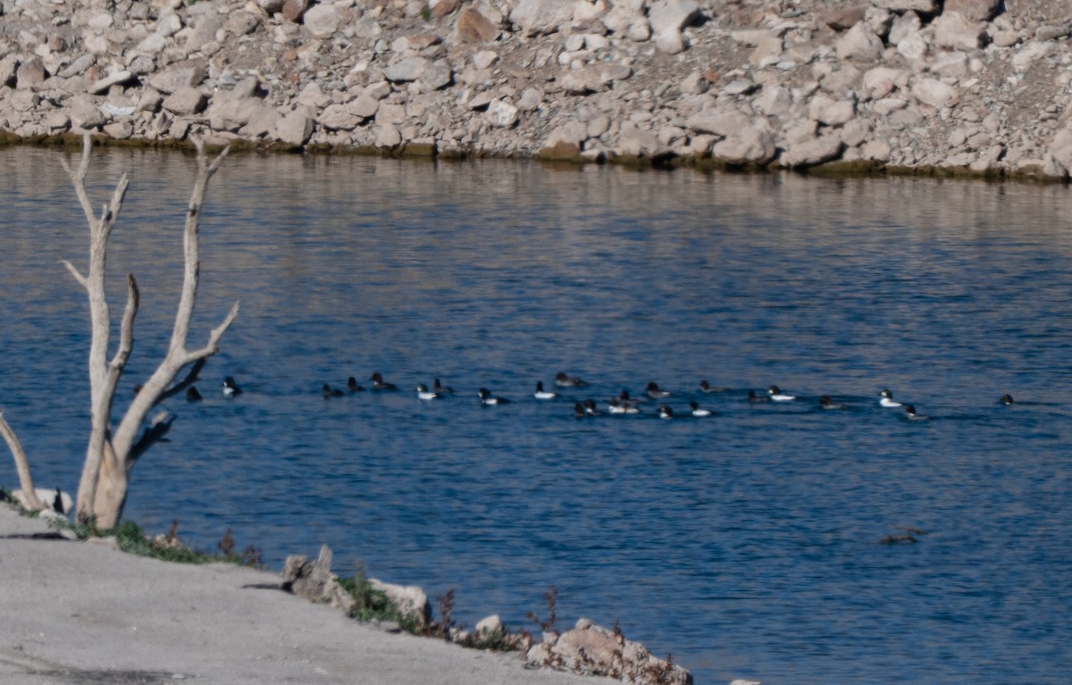 Common Goldeneye - ML646801108