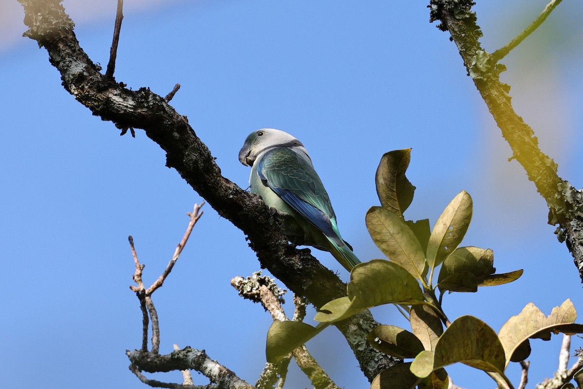 Malabar Parakeet - ML646801109