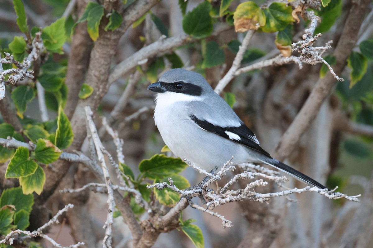 Сорокопуд сірий - ML646801111