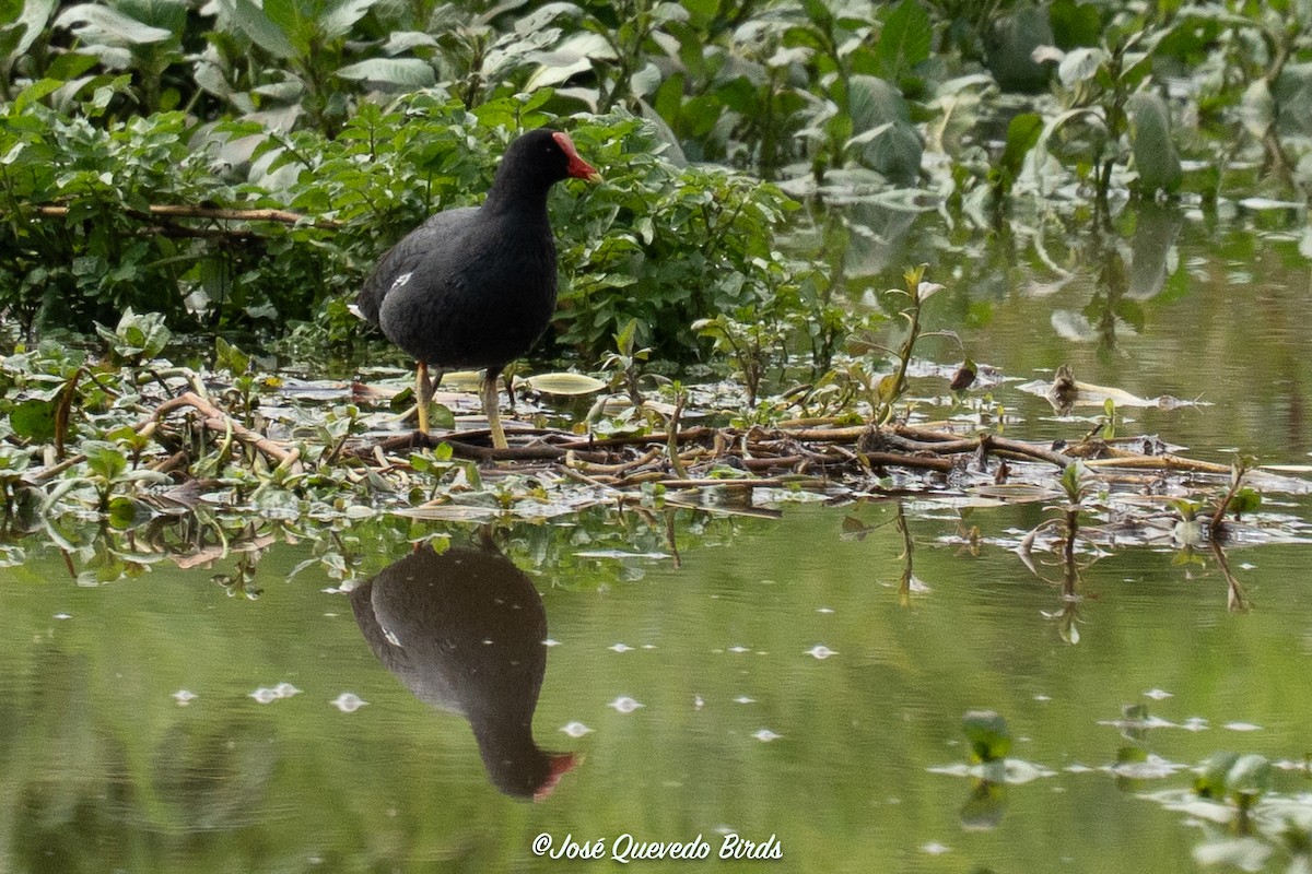アメリカバン - ML646801112