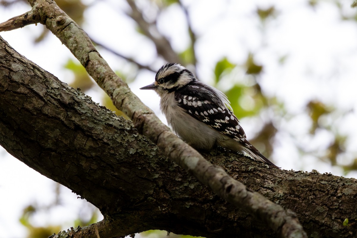 Downy Woodpecker - ML646801113