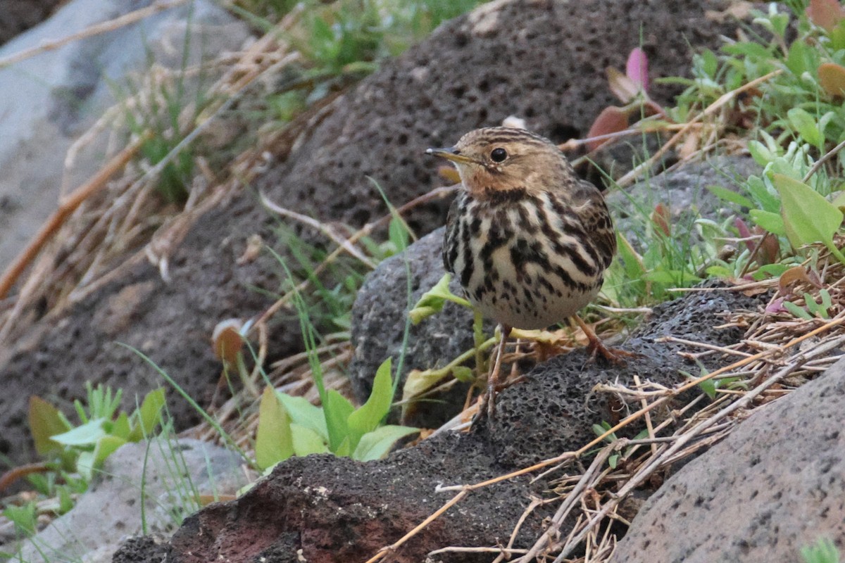 Щеврик червоногрудий - ML646801123