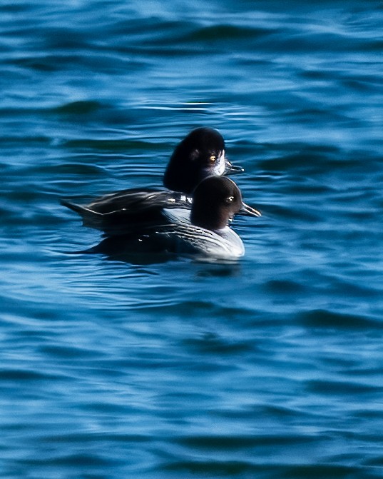 Barrow's Goldeneye - ML646801127