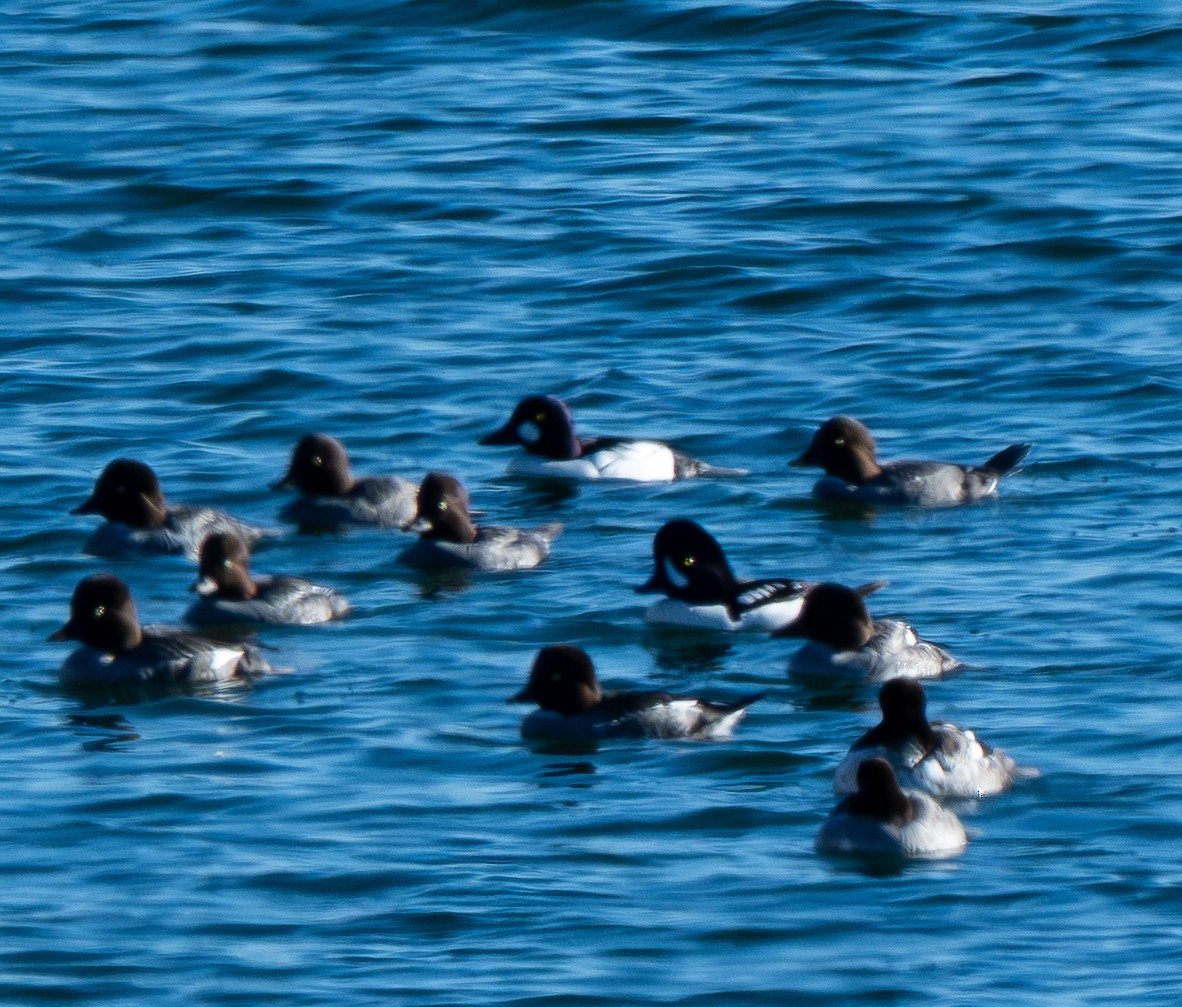 Barrow's Goldeneye - ML646801128