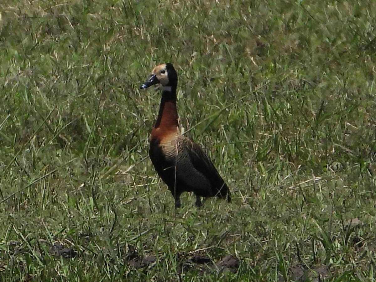 Dendrocigna facciabianca - ML646801129