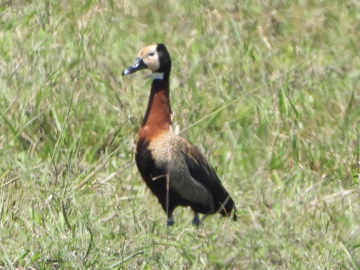 Dendrocigna facciabianca - ML646801130