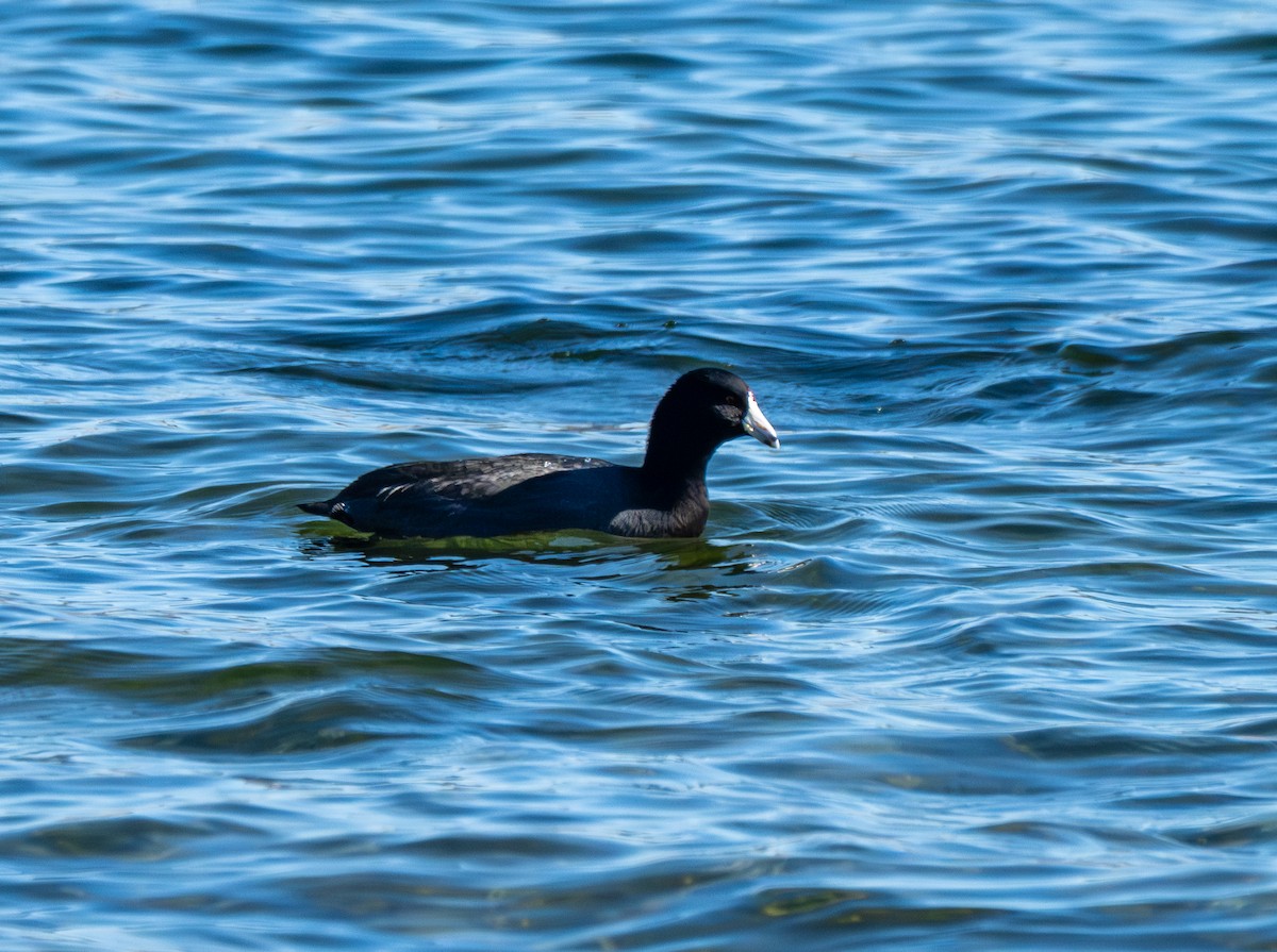 American Coot - ML646801133